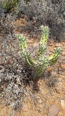 Myrtillocactus cochal