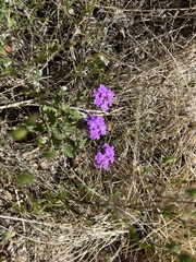 Glandularia chiricahensis