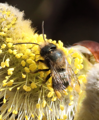 Osmia lignaria propinqua