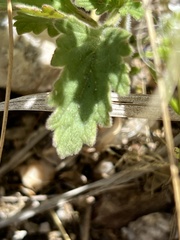 Glandularia chiricahensis