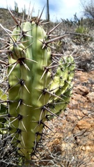 Myrtillocactus cochal