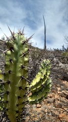 Myrtillocactus cochal