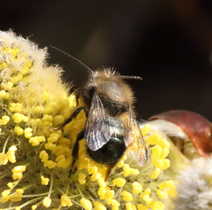 Osmia lignaria propinqua