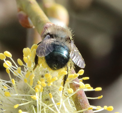 Osmia lignaria propinqua