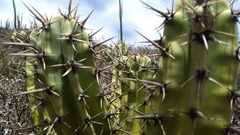 Myrtillocactus cochal