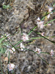 Eriogonum vimineum
