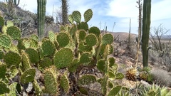 Opuntia clarkiorum