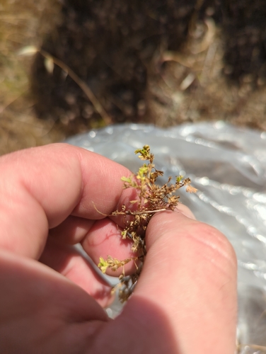 Image of Alchemilla occidentalis by no rights reserved