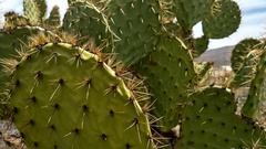 Opuntia clarkiorum