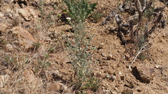 Cryptantha muricata jonesii