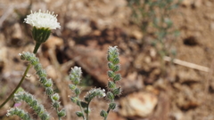Cryptantha muricata jonesii