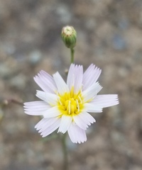 Malacothrix floccifera