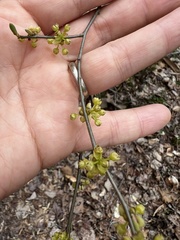 Neolasioptera linderae