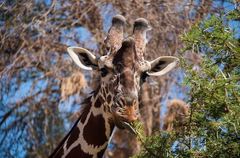 Giraffa camelopardalis reticulata