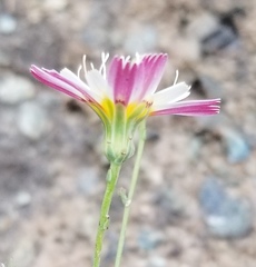 Malacothrix floccifera