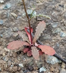 Malacothrix floccifera