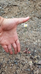 Malacothrix floccifera