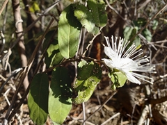 Cynophalla verrucosa