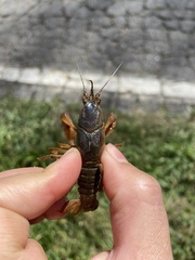 Distocambarus
