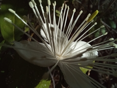 Cynophalla verrucosa