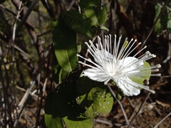 Cynophalla verrucosa