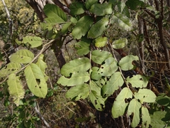 Cynophalla verrucosa