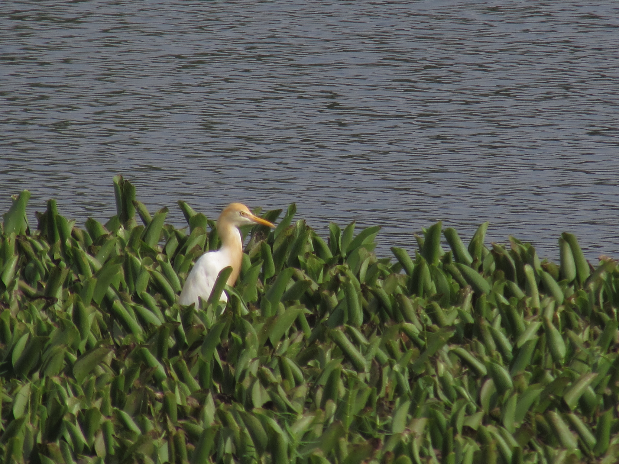 Cattle Egret