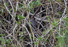 Procavia capensis
