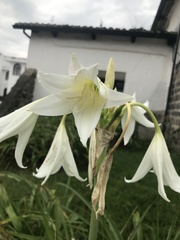 Crinum moorei