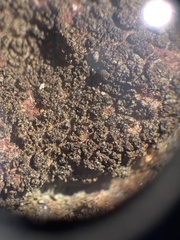 Pyrenodesmia pratensis