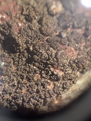 Pyrenodesmia pratensis