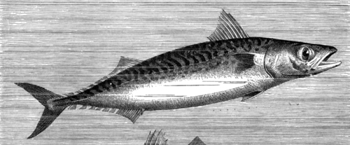 Atlantic Mackerel