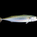 Atlantic Mackerel - Photo (c) Hans Hillewaert, some rights reserved (CC BY-SA)