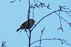 European Robin