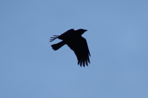Foto de Carrion Crow