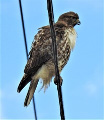 Buteo jamaicensis
