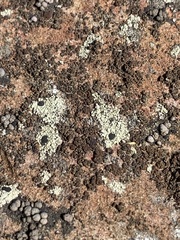 Pyrenodesmia pratensis