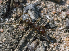 Aphaenogaster longiceps