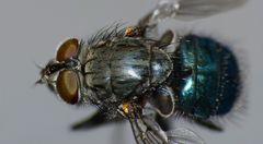 Ptilonesia auronotata