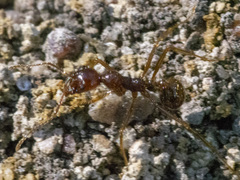 Aphaenogaster longiceps