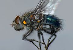 Ptilonesia auronotata