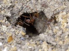 Aphaenogaster longiceps