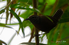 Pheugopedius rutilus