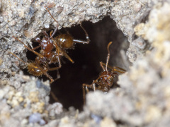 Aphaenogaster longiceps