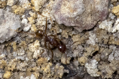 Aphaenogaster longiceps
