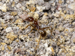 Aphaenogaster longiceps