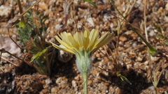Malacothrix californica