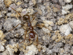 Aphaenogaster longiceps