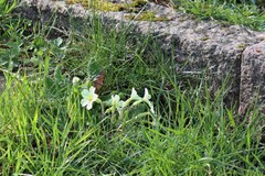Stängellose Schlüsselblume (Primula vulgaris): Herkunft und Verwendung — Foto 3