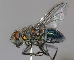 Ptilonesia auronotata